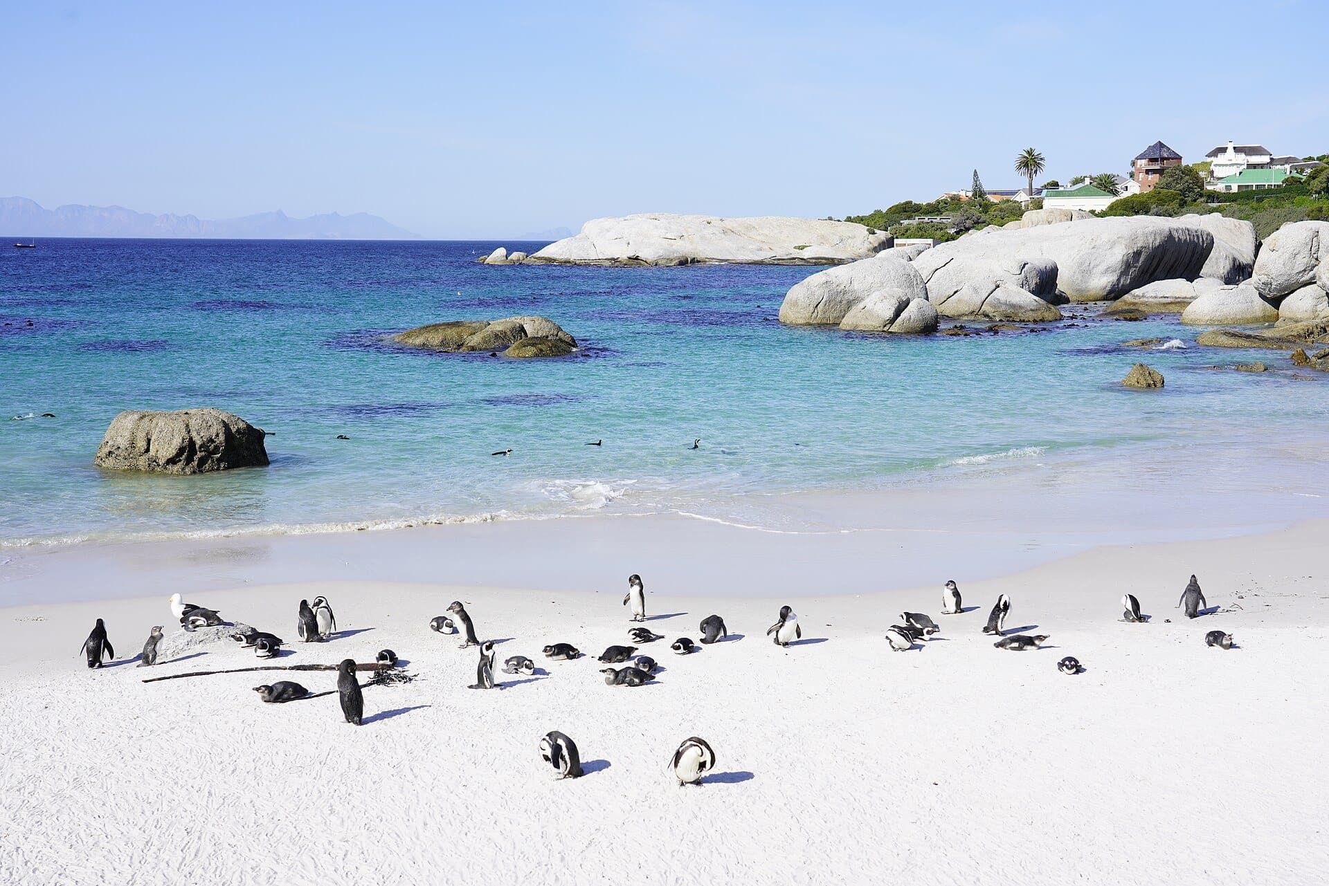 African penguins on the white sand at Boulders Beach