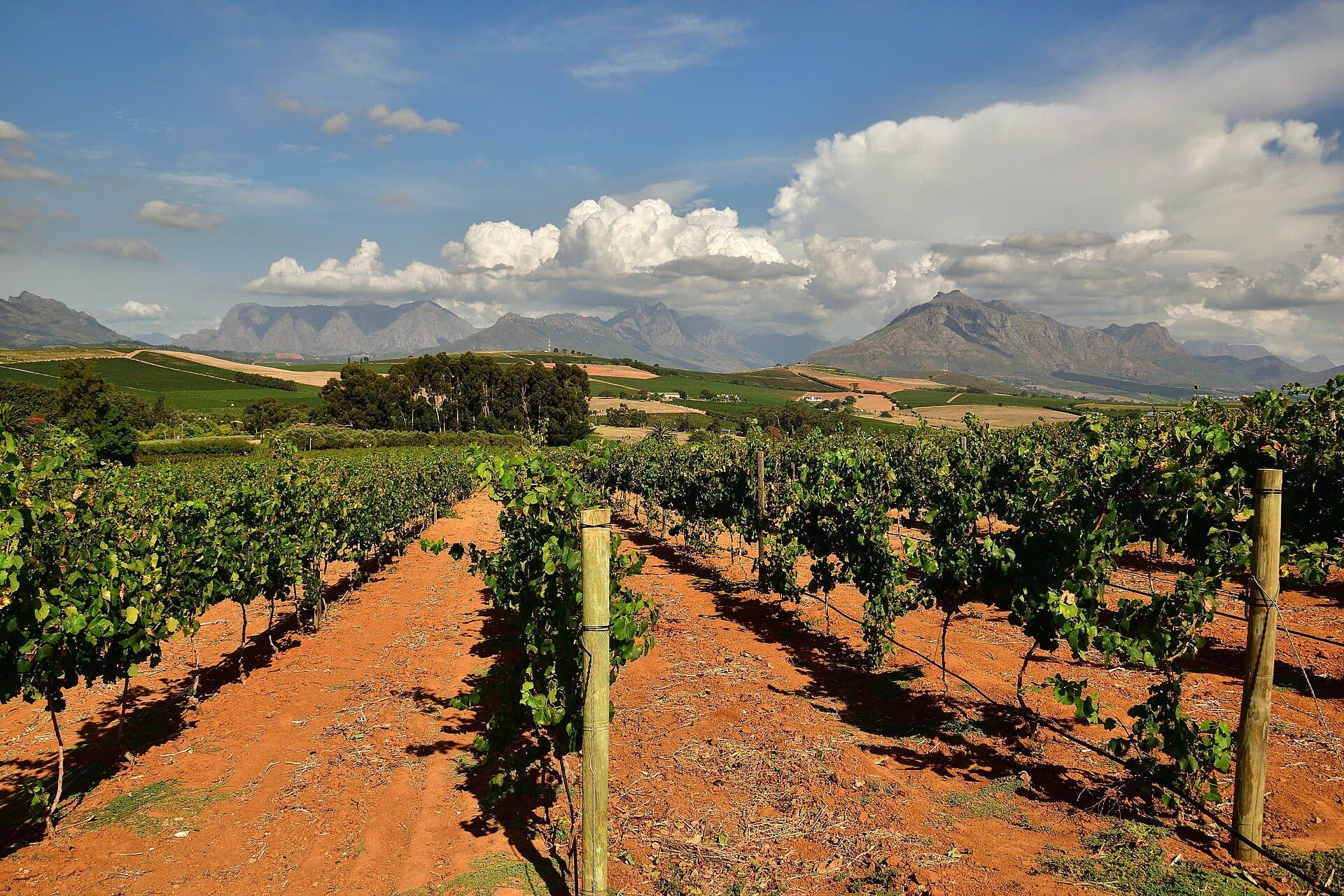 Rows of vines on red earth with mountains beyond, near Stellenbosch